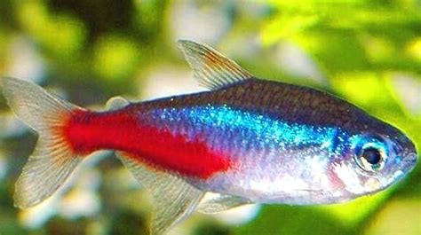 熱帶魚水溫|飼養熱帶魚 新手入門知識 – 寵物百科